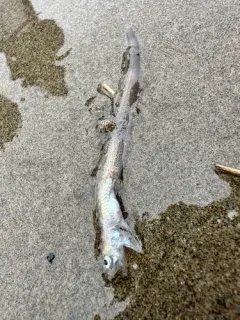 Spotted Cusk-eel thumbnail 2