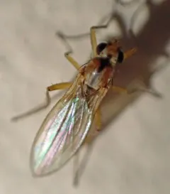 Small Grass Fly thumbnail 4