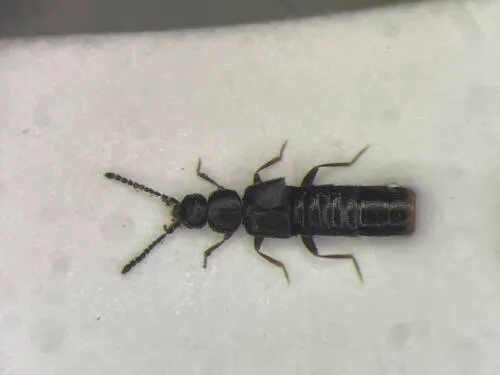 Atheta acadiensis