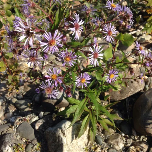 swamp aster