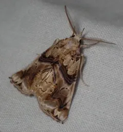Moonseed Moth thumbnail 4