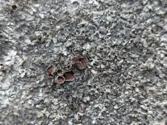 Narrow-lobed Rock-shield thumbnail 3