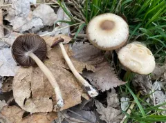 Psathyrella praetenuis thumbnail 3