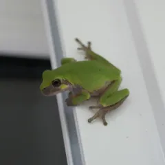 Cope's Gray Treefrog thumbnail 3