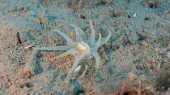 Arctic Burrowing Anemone thumbnail 3