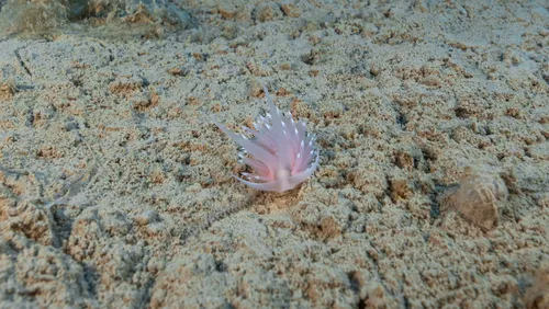Chlamylla intermedia
