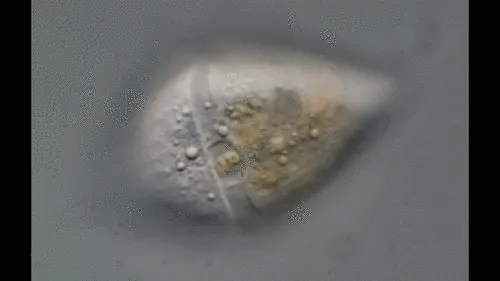 Gyrodinium helveticum