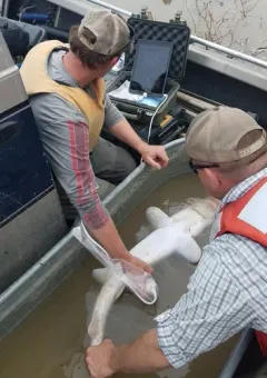 Pallid Sturgeon thumbnail 2
