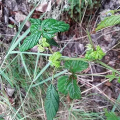 Allegheny blackberry thumbnail 4