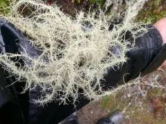 Usnea silesiaca thumbnail 2