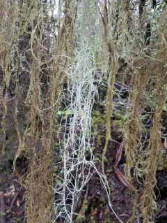 Beard Lichen thumbnail 4