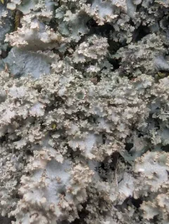 Appalachian Speckleback Lichen thumbnail 2