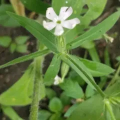 Night-flowering Catchfly thumbnail 1