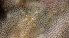 Alcyonidium gelatinosum thumbnail 3