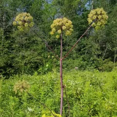 purple-stemmed angelica thumbnail 3