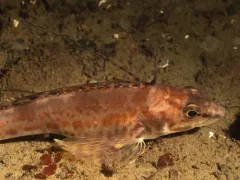 Longspine Combfish thumbnail 3