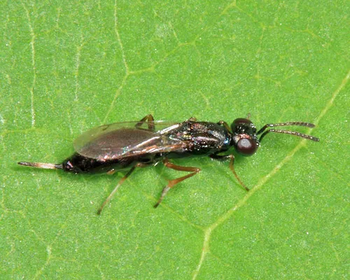 Eupelmus pulchriceps