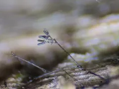 Kirschsteiniothelia atra thumbnail 2