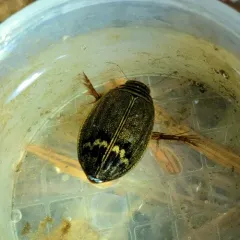 Woods Predaceous Diving Beetle thumbnail 4