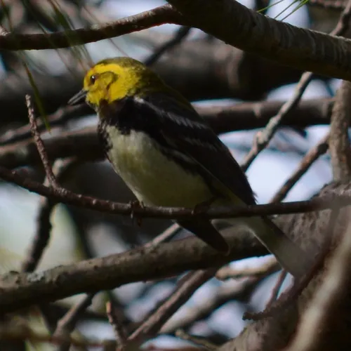 Black-throated Green Warbler