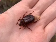 Pleocoma crinita thumbnail 3