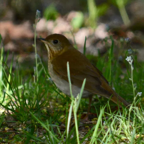 Veery