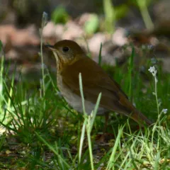 Veery thumbnail 1