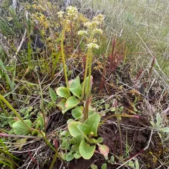 brittle-leaf saxifrage thumbnail 3