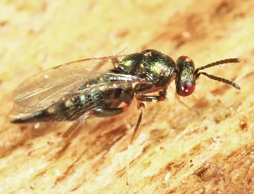 Ormyrus rosae