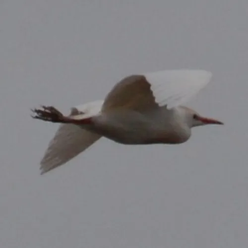 Western Cattle-Egret