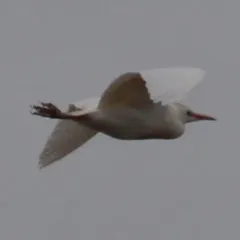Western Cattle-Egret thumbnail 1