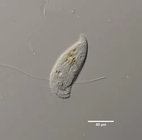 Pseudochilodonopsis caudata