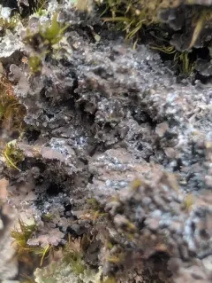 Foliose Shingle Lichen thumbnail 4