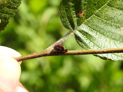 Carynota marmorata
