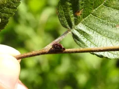 Carynota marmorata thumbnail 1
