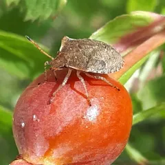 Dusky Stink Bug thumbnail 1
