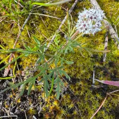 Gorman's Biscuitroot thumbnail 4