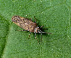 Fringetree Lace Bug thumbnail 3