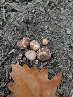 Pecan Truffle thumbnail 3