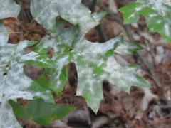 Erysiphe extensa thumbnail 3