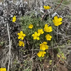 Dalles Mountain Buttercup thumbnail 4