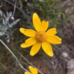 common woolly sunflower thumbnail 2