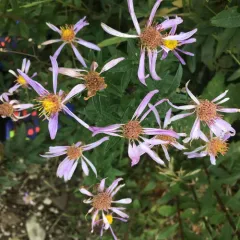 Cascade aster thumbnail 2