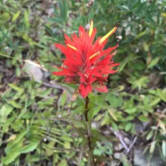 giant red paintbrush thumbnail 3