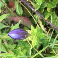 Mountain Bog Gentian thumbnail 2