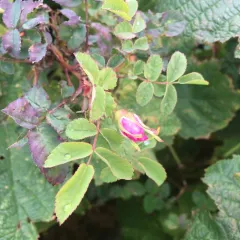 Nootka rose thumbnail 2