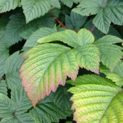 Salmonberry thumbnail 2