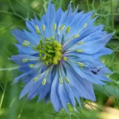 love-in-a-mist thumbnail 2
