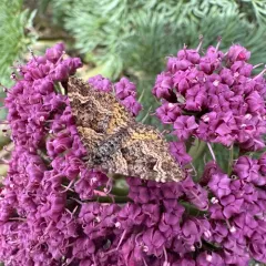 Orange-winged Carpet thumbnail 4