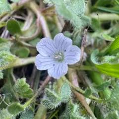 Meadow Baby-blue-eyes thumbnail 3